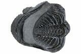 Partially Enrolled Drotops Trilobite - Excellent Eye Facets #222350-2
